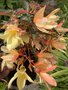vignette Begonia boliviensis cv - Bgonia tubreux