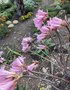 vignette Jardin Extraordinaire de Brest 2019 - 07 - Amaryllis belladona