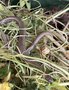 vignette Anguis fragilis - Orvet, serpent de verre dans le composteur