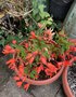 vignette Begonia boliviensis cv - Bgonia tubreux