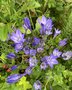 vignette Triteleia laxa = Brodiaea laxa