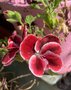 vignette Pelargonium grandiflorum Adle (srie lgance)