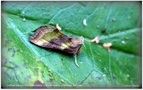 vignette La Plusie vert-dor (Diachrysia chrysitis)  ( = Plusia chrysitis) Le Vert-Dor,  Noctuidae