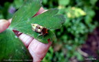 vignette La Plusie vert-dor (Diachrysia chrysitis)  ( = Plusia chrysitis) Le Vert-Dor,  Noctuidae