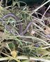 vignette Anguis fragilis - Orvet, serpent de verre dans le composteur