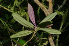 vignette Psychotria monanthos