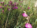 vignette Dianthus gallicus