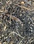vignette Armadillidium vulgare - cloporte