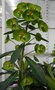 vignette Euphorbia martinii