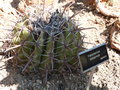 vignette Ferocactus latispinus