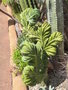 vignette Myrtillocactus geometrizans cristata