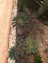 vignette Euphorbia hadramautica?