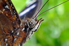 vignette Papillon (Hypolimnas bolina ssp. nerina mle)