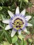 vignette Passiflora caerulea - Passiflore bleue