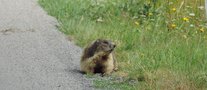 vignette Marmotte en promenade