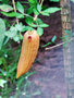 vignette Bignoniaceae - Parmentiera aculeata - Guajilote