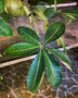 vignette Bombacaceae - Pachira Aquatica - Chtaignier de Guyane