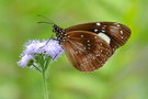 vignette Papillon (Euploea lewinii ssp. montrouzieri)