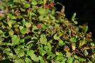 vignette Fuchsia procumbens
