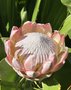 vignette Protea cynaroides - Prote