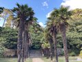 vignette Parc Municipal Claude Goude ; Trachycarpus fortunei