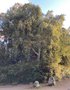 vignette Quercus suber - Chne lige prs du Parc Paul Goude