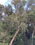 vignette Quercus suber - Chne lige prs du Parc Paul Goude