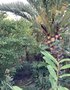 vignette La SHBL visite le jardin d Olga et Guy  Guimaec - Gerannium maderense dans Phoenix canariensis