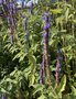 vignette La SHBL visite le jardin d Olga et Guy  Guimaec - Salvia congestiflora