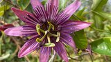 vignette La SHBL visite le jardin d Olga et Guy  Guimaec  - Passiflora violacea 'Amethyst'