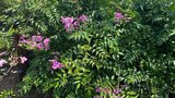 vignette La SHBL visite le jardin d Olga et Guy  Guimaec - Podranea ricasoliana , la bignone rose