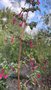 vignette La SHBL visite le jardin d Olga et Guy  Guimaec - Fuchsia microphylla