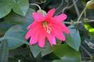 vignette La SHBL visite le jardin d Olga et Guy  Guimaec - Passiflora 'Coral Glow'