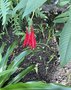 vignette Jardin Extraordinaire de Brest 2020 - 10, Fuchsia boliviana