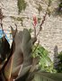 vignette Jardin Extraordinaire de Brest 2020 - 10 - Canna indica 'Purpurea'