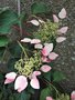 vignette Hydrangea hydrangeoides 'Rose Sensation'