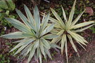 vignette Yucca gloriosa 'Variegata' et Y. gloriosa 'Bright Star'