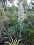 vignette Yucca gloriosa 'Variegata'