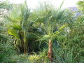 vignette Trachycarpus oreophilus, mon jardin