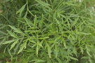 vignette Sambucus nigra Darts Green Lace
