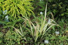 vignette Carex pendula 'Moonraker'