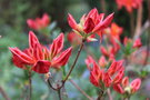 vignette Rhododendron 'Satan'
