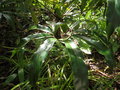 vignette Thaumatophyllum spruceanum syn