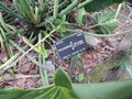 vignette Philodendron deflexum