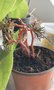 vignette Begonia bipinnatifida