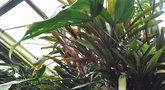 vignette Philodendron tripartitum