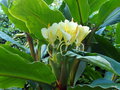 vignette Hedichium maximum , 1re fleur de l'anne