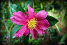 vignette Camellia sasanqua de semis '02' dans ma jungle