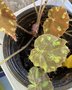 vignette Begonia bowareae