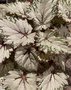 vignette Begonia 'Asian Tundra'